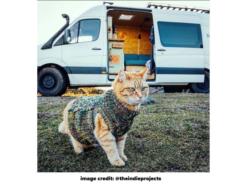 Instagram cat